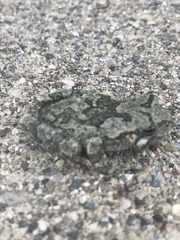 Hyla chrysoscelis