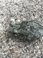 Hyla chrysoscelis