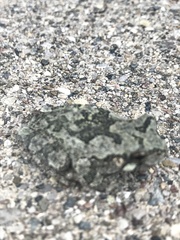 Hyla chrysoscelis