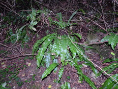 Asplenium scolopendrium