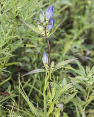 Gentiana andrewsii