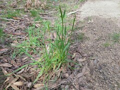 Anthoxanthum odoratum