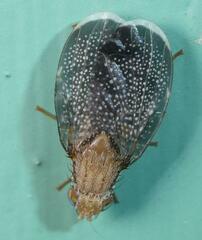 Eutreta noveboracensis