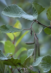 Alnus incana