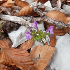 Galeopsis angustifolia