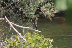 Microcarbo pygmaeus