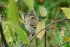 Carpodacus erythrinus