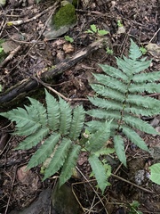 Dryopteris goldieana