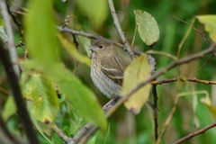 Carpodacus erythrinus