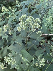 Ageratina altissima