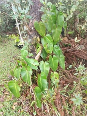Philodendron