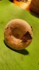 Lactifluus glaucescens