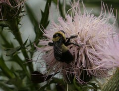 Bombus fraternus