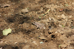 Anura