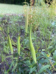 Asclepias