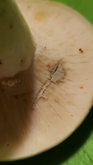 Lactifluus glaucescens