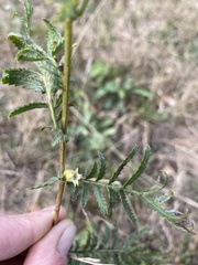Rhopalomyia tanaceticola