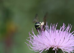 Nomia nortoni nortoni