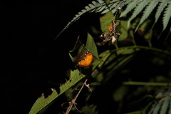 Podontia lutea