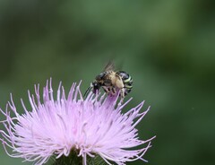 Nomia nortoni nortoni