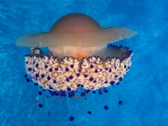 Cotylorhiza tuberculata