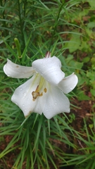 Lilium