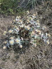 Eryngium maritimum
