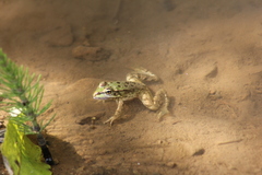 Pelophylax bedriagae