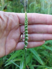 Spiranthes ovalis