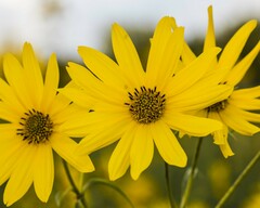 Helianthus angustifolius