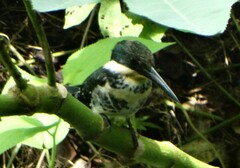 Chloroceryle americana