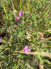 Ononis spinosa