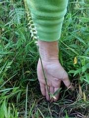 Spiranthes ovalis