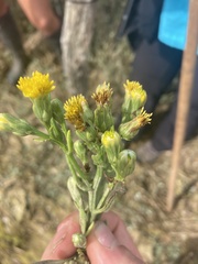 Tripolium pannonicum