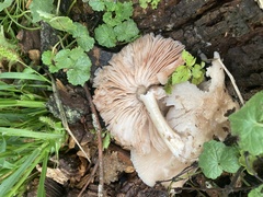 Pluteus