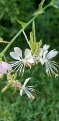 Oenothera lindheimeri