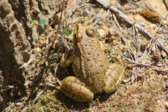 Pelophylax bedriagae