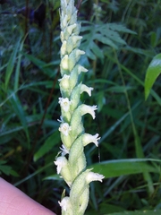 Spiranthes ovalis