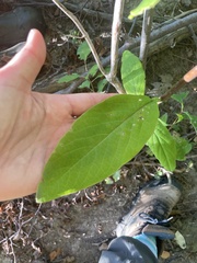 Lonicera dioica