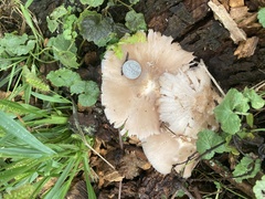 Pluteus
