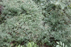Galium intermedium
