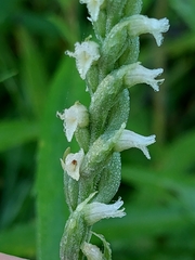 Spiranthes ovalis