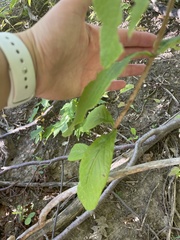 Lonicera dioica