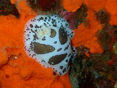 Peltodoris atromaculata