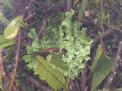 Pseudocyphellaria