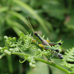 Melanoplinae