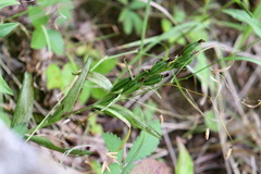 Cephalanthera damasonium