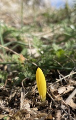 Sternbergia colchiciflora