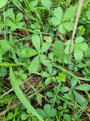 Potentilla reptans