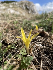 Sternbergia colchiciflora